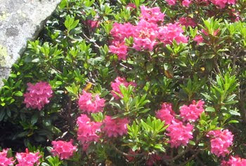 Rhododendron ferrugineum  (Rododendro ferrugineo)