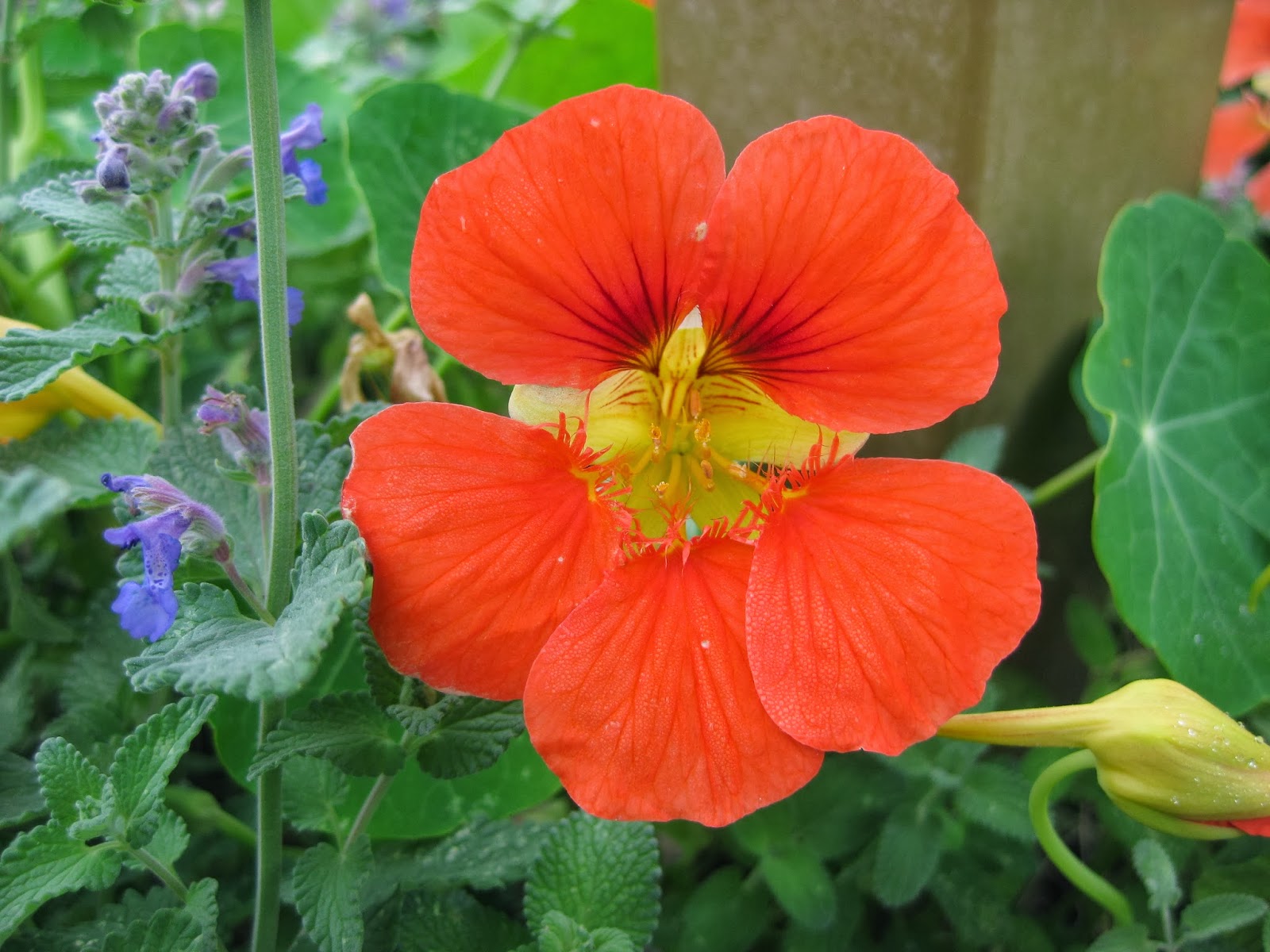 Rotary Botanical Gardens Hort Blog Nasturtiums A True "Ornamental Edible"