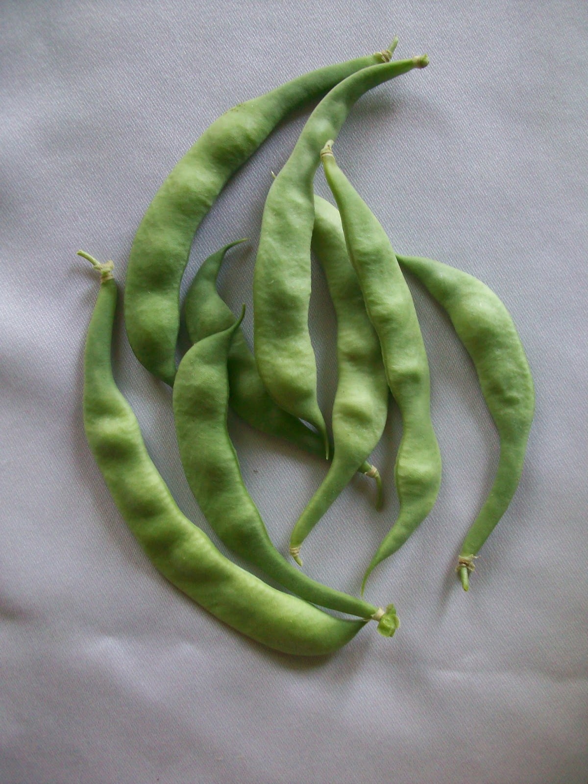 Fun With Tower Garden