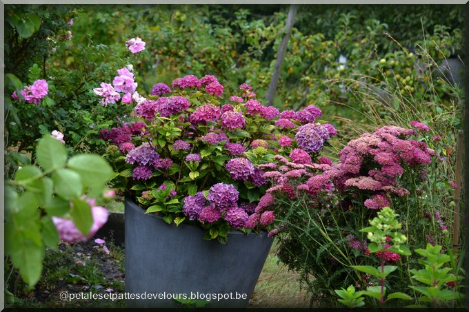 Petales Et Pattes De Velours