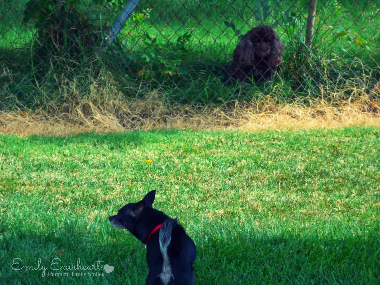 Minnie, Chihuahua and another dog.