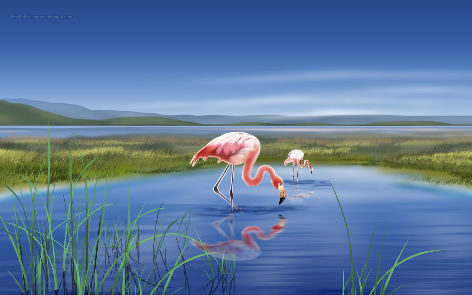 Beautiful Wallpapers for Desktop: Flamingo wallpapers hd