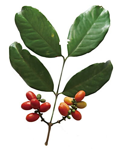 Khasiat Daun Melinjo untuk Kesehatan