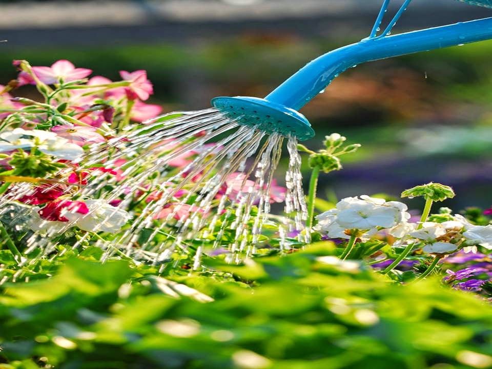 Há um cheiro de flores no ar...