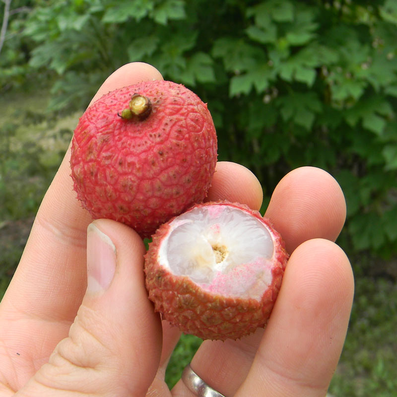 Florida Survival Gardening Lychee fruit