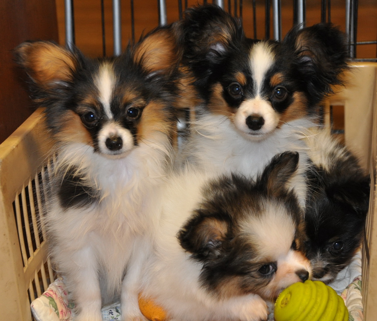 Road's End Papillons Road's End Papillon Puppies