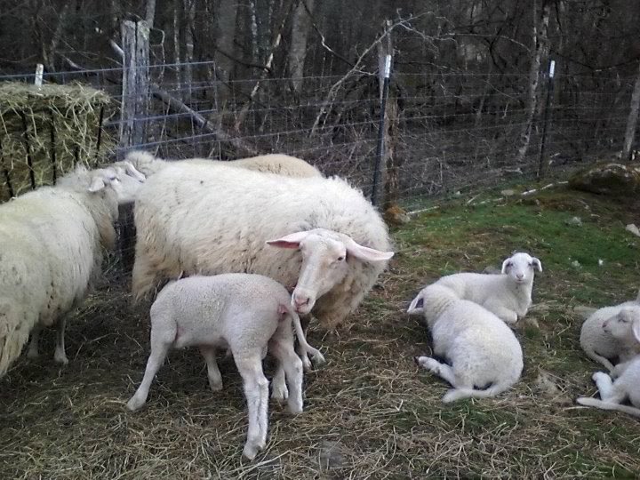Karras Farm East Friesian Sheep Breeder East Friesian Dairy Sheep