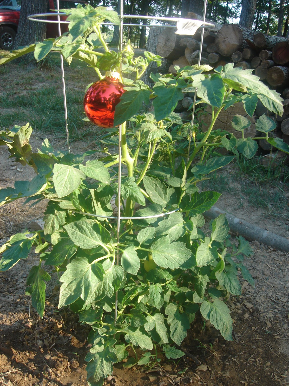 Our Neck of the Woods How To Stop Birds From Eating Your Tomatoes