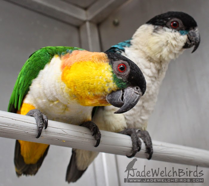 Jade Welch Birds The Blue or Par Blue Blackheaded Caique