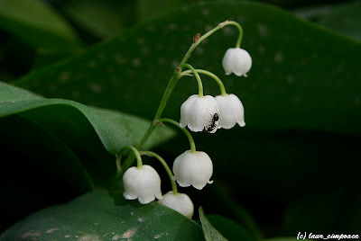 lacramioare Convallaria majalis Lili of the Valley Muguet de mai Mughetto Müge Gyöngyvirág