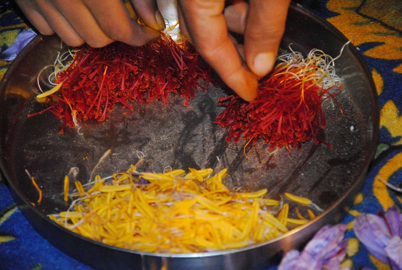 Jammu & Kashmir news in pictures DIAMOND CROP SAFFRON/ Photo feature