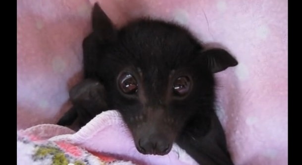 White Wolf Think Bats Are Scary? Rescued Flying Fox