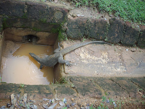 Monitor Lizard in Sigiriya National Park.(Wednesday 24-10-2012)