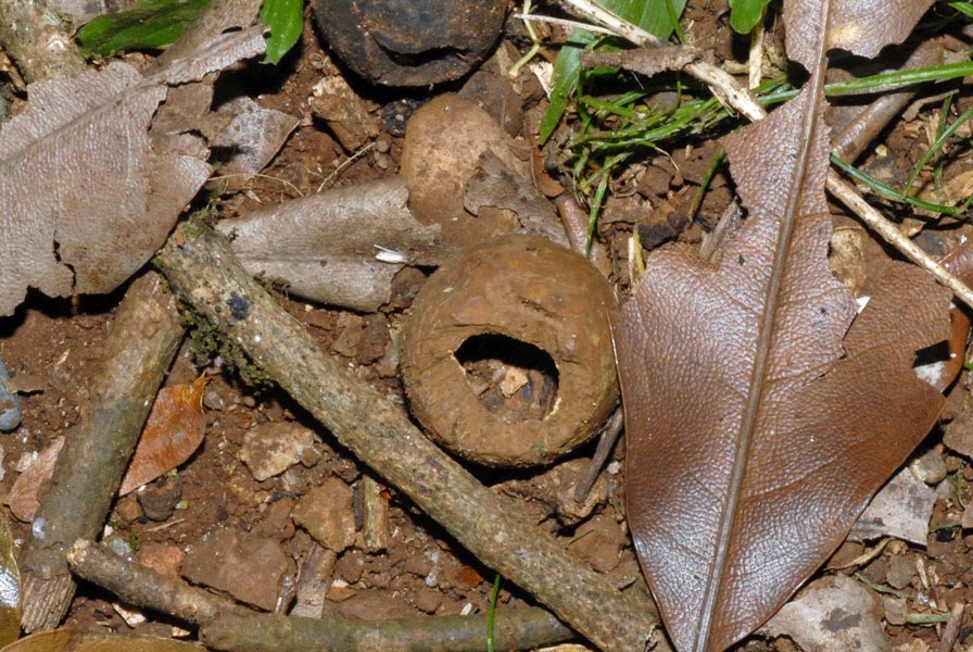 a snail s eye view nuts a snail s eye view nuts