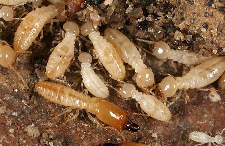 Termites Pest Control Penrith