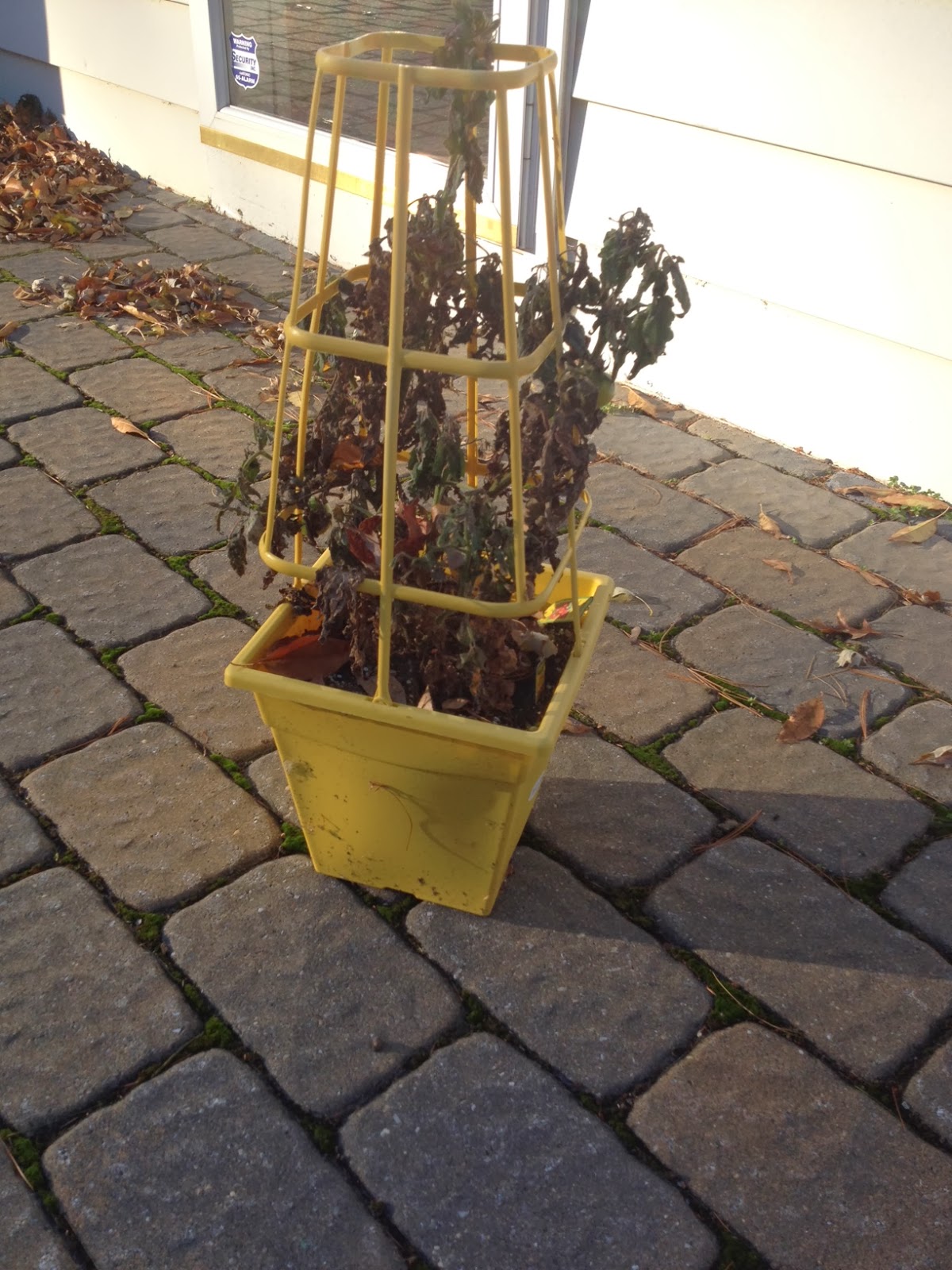 Two It Yourself 2 Diy Small Potted Christmas Trees From Patio