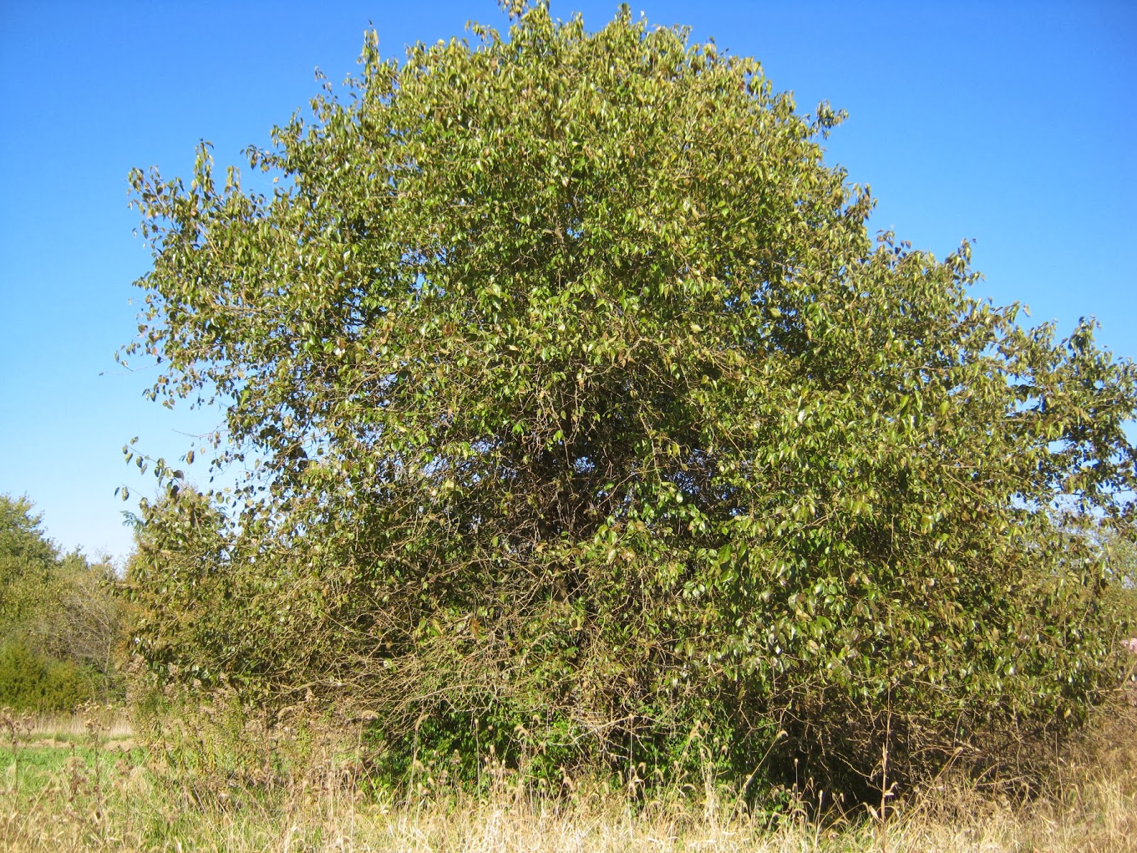 Observations in Agriculture Hedge Apples