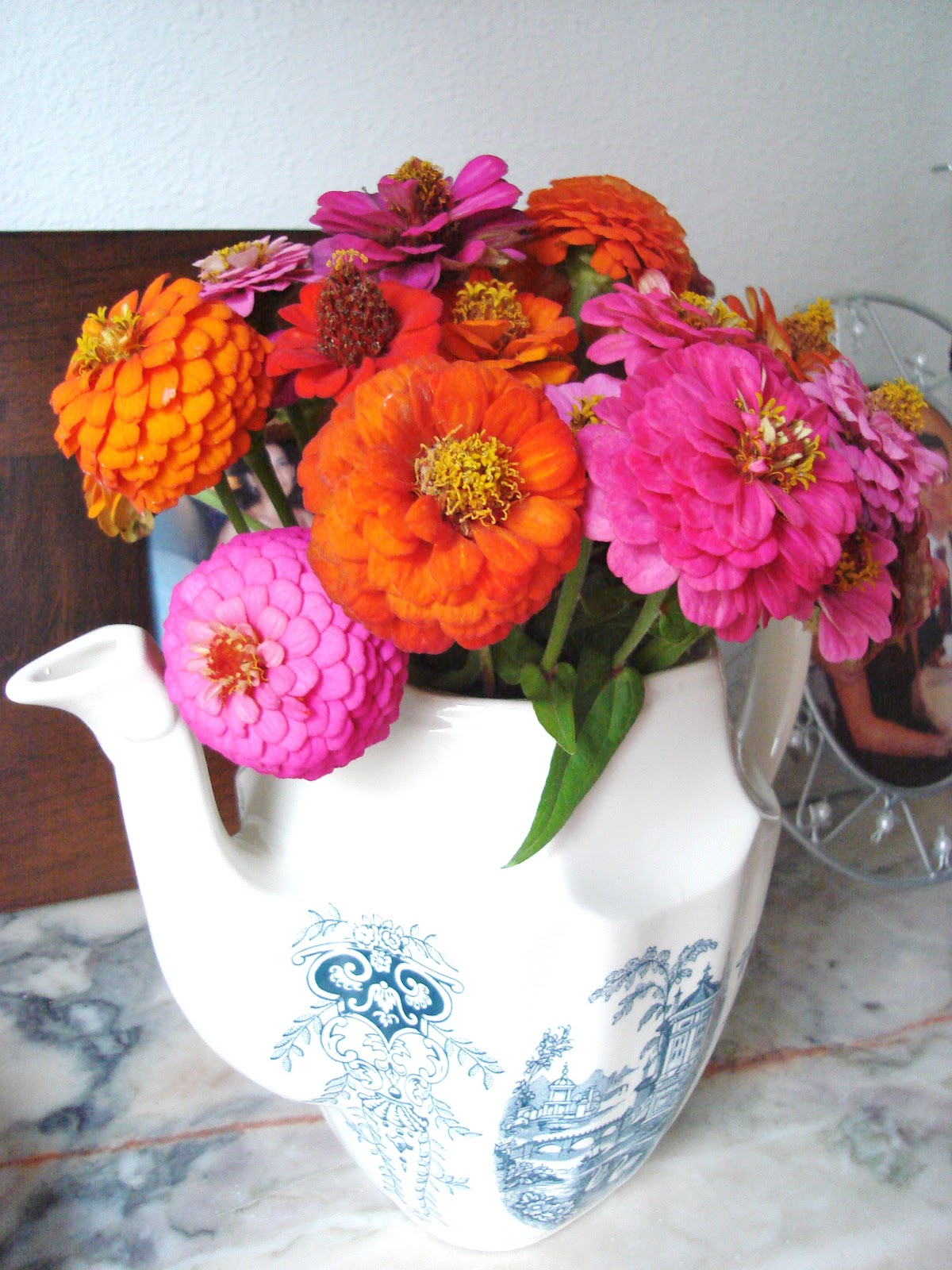 María de la O: Las últimas flores de mi jardín: Zinnia Elegans (I)