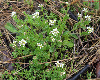 Cranson d'Angleterre (cochlearia anglica). Attention, espèce protégée dans certaines régions.