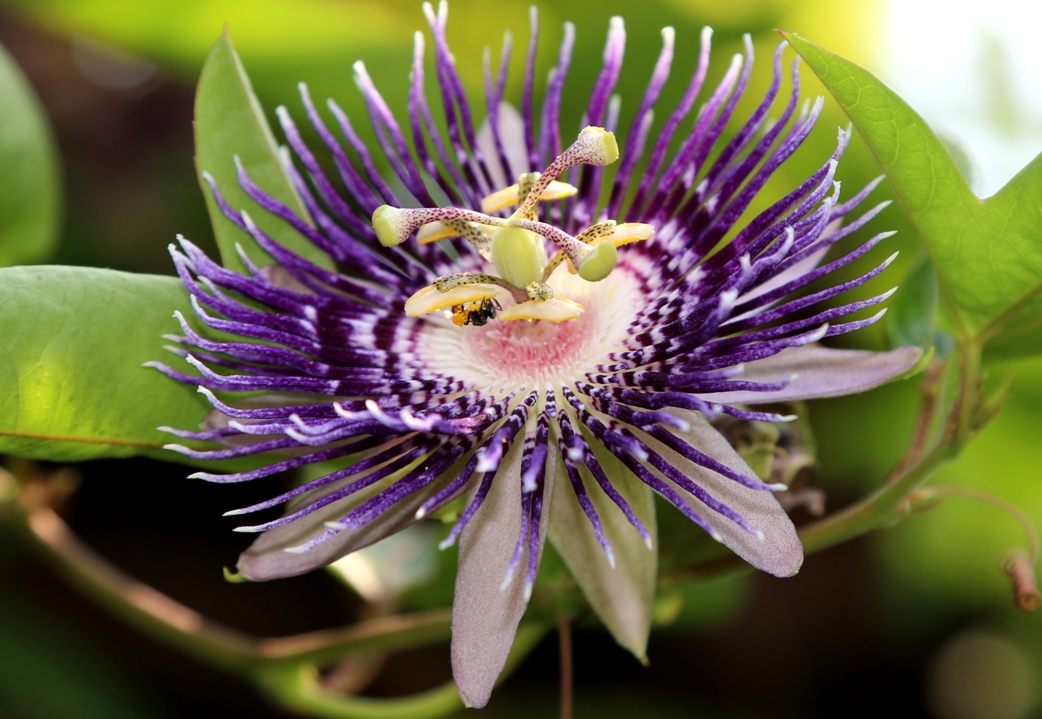 Cherishing India..... Flowers of Odisha part I......