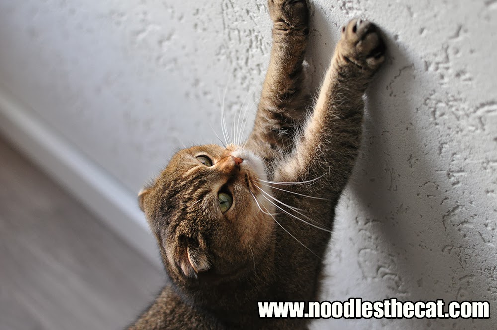 I IZ NOODLES THE CAT Life hack for cats