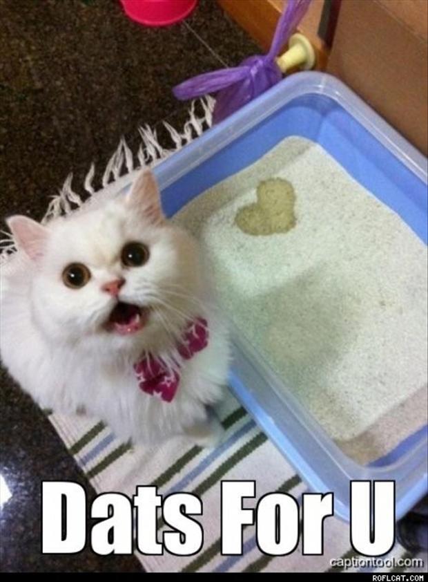 Cute and Funny Pictures and more How to Know Your Cat Loves You!?