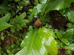 Withering of Haldi Plant flower.