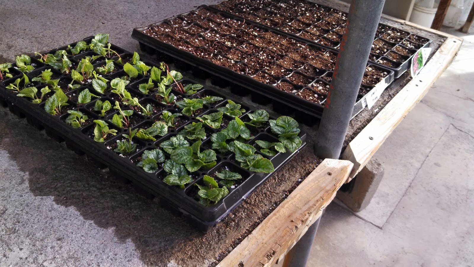 Ben the Greenhouse Guy Propagating Lamium by Stem Cuttings