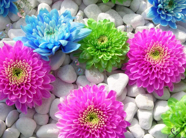 Beautiful Flowers Pictures
