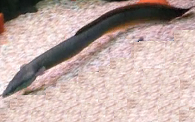 american eel