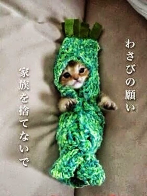 La historia de la gatita Wasabi-chan