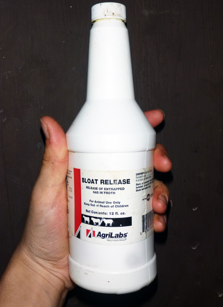 7 Thunders Ranch Lesson 1 Bloat in Goats