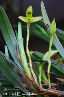 Maxillaria sp