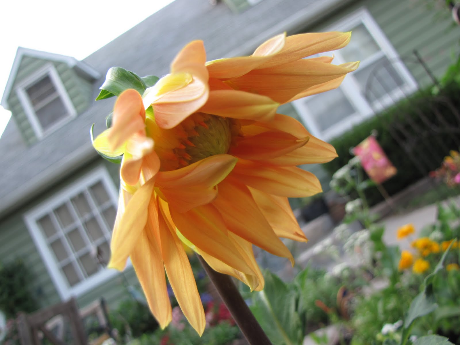 A Corner Garden: Dahlias and More...