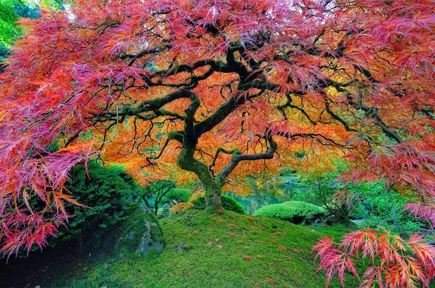     ( Stunning-Trees-in-the-World-5.jpg