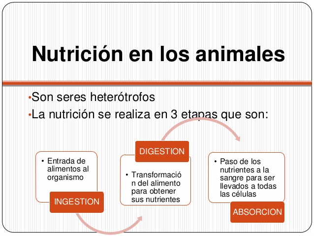 Nutrición en  los animales sus etapas: