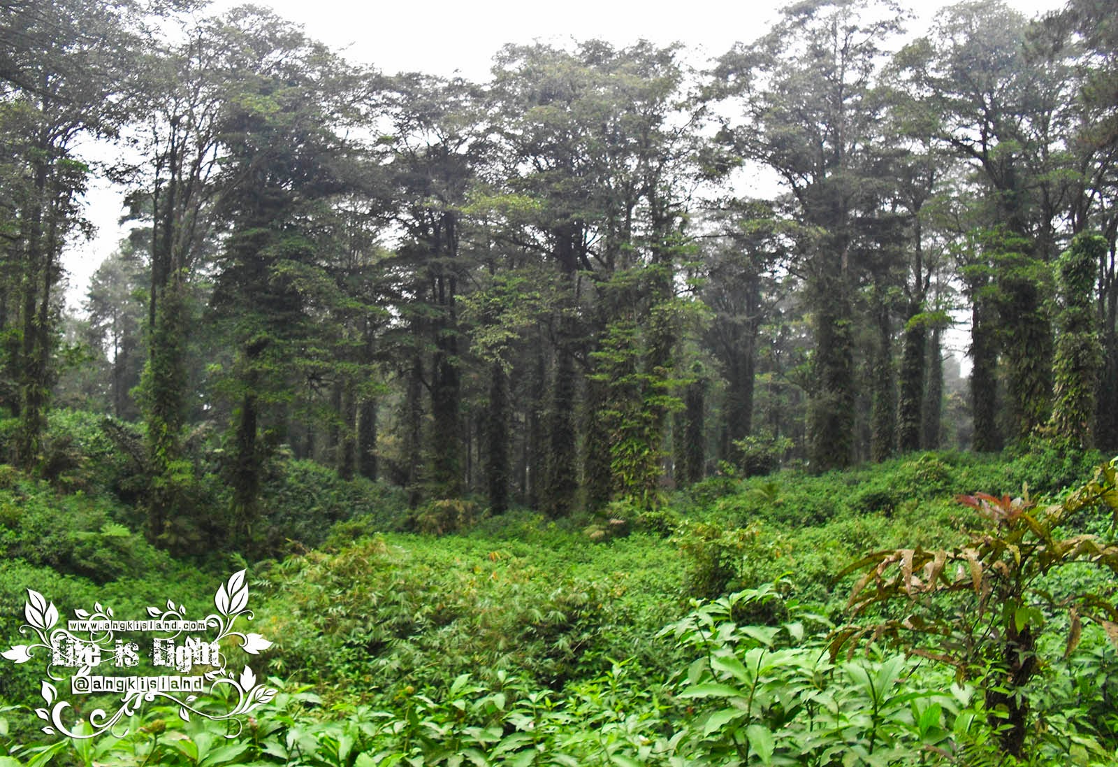 hutan Hutan barturraden