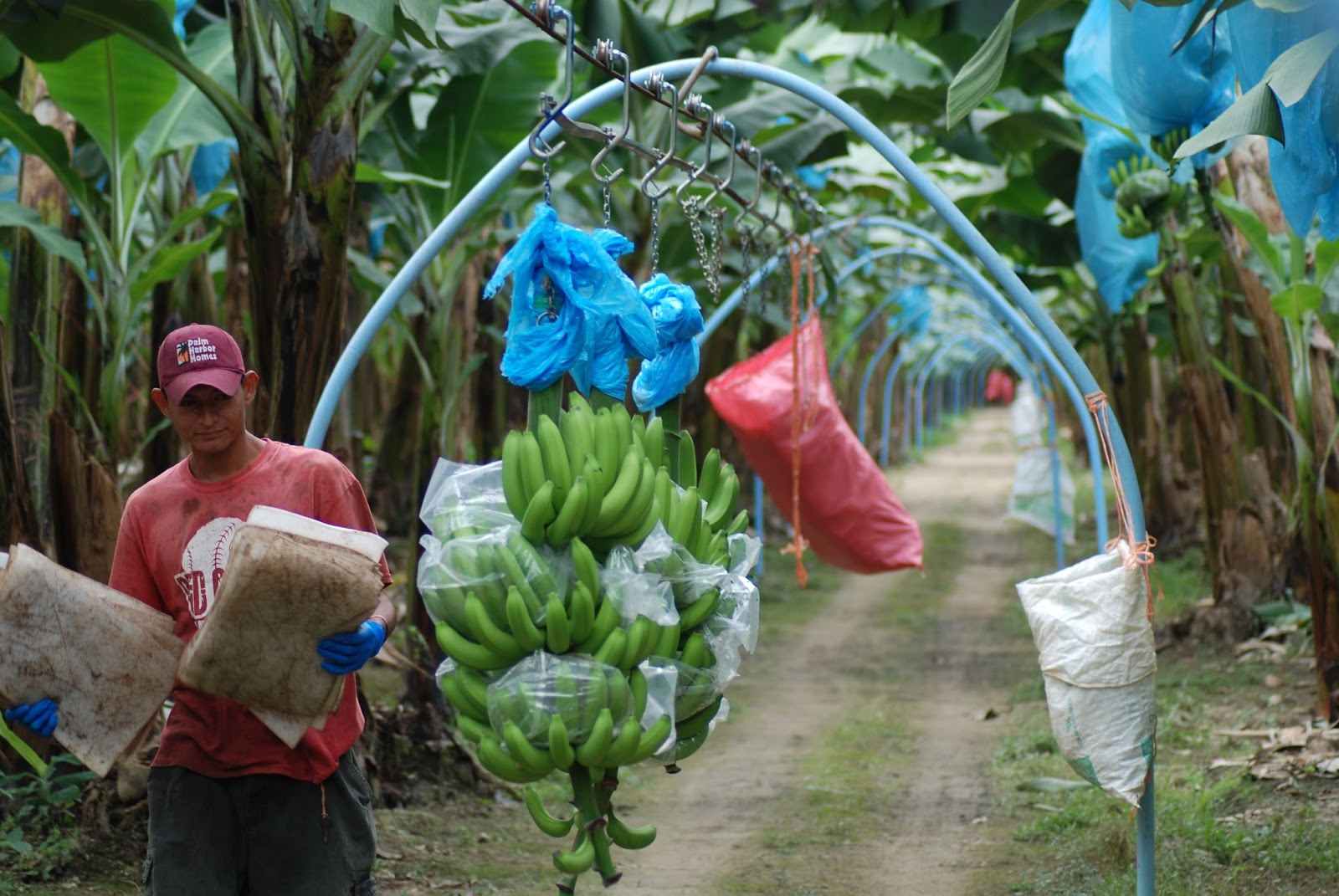 You'll Go Bananas with this Belize Tour!