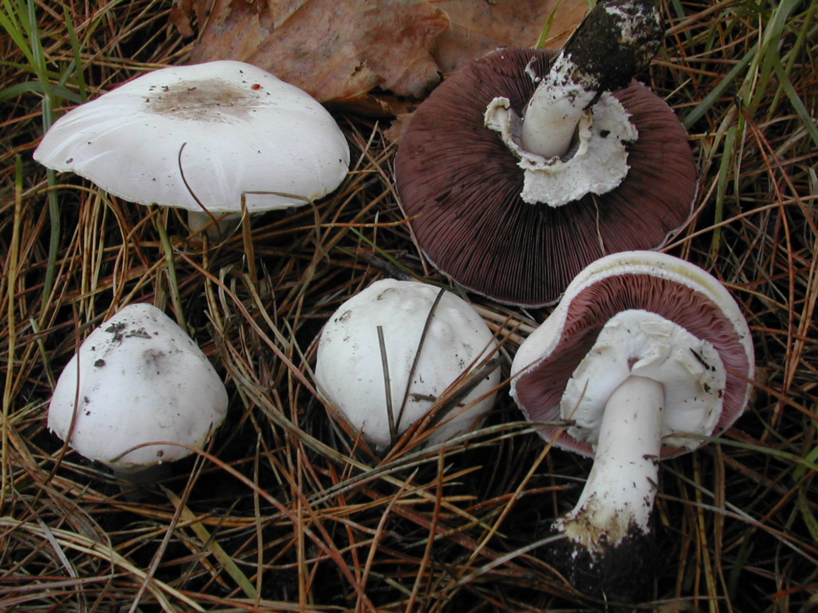 A setas por Asturias Agaricus xanthoderma var. xanthoderma