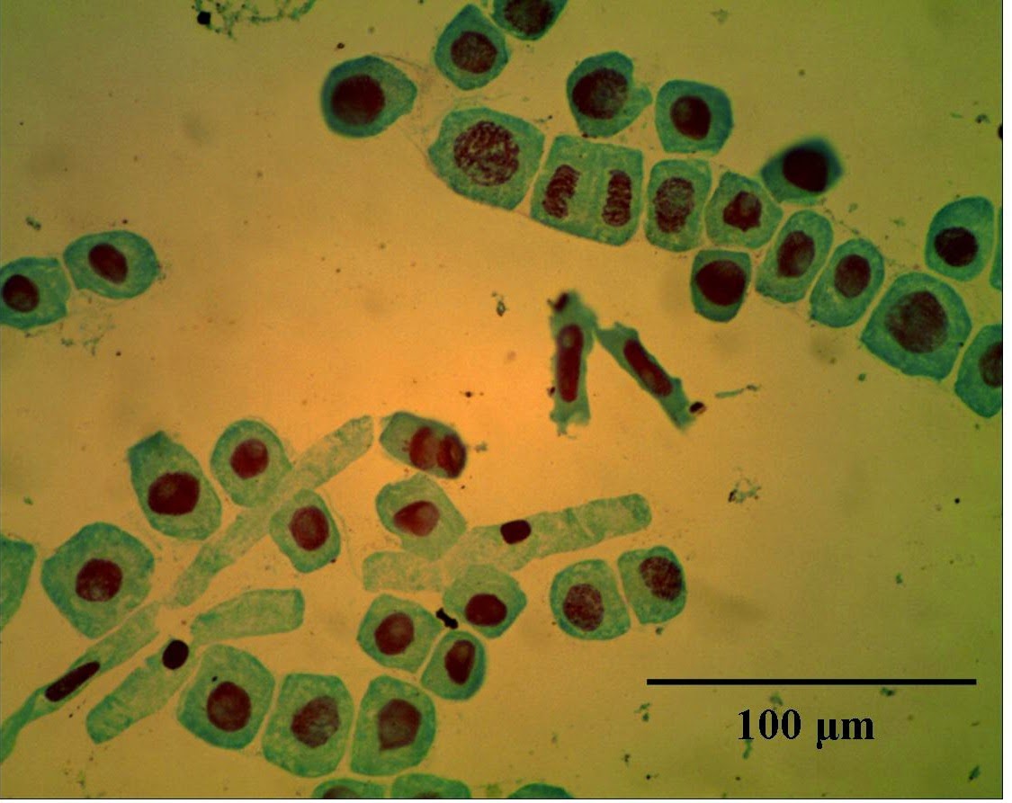 Our Task Desember 2014