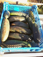 Some cucumbers found whilst clearing up.