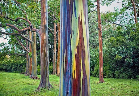Eucalipto arco iris y su tronco multicolor Eucalipto+arcoiris+8