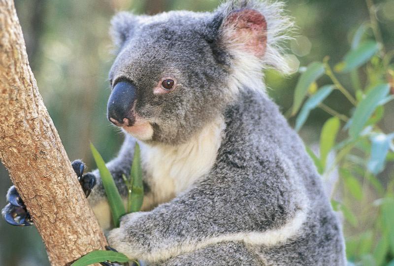 Koala Animal Basic Facts Sheet & Pictures The Wildlife