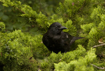A glossy black Northwestern Crow sits among the vivid green of a conifer.