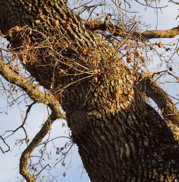Looking at Deciduous Oak Trees in Winter