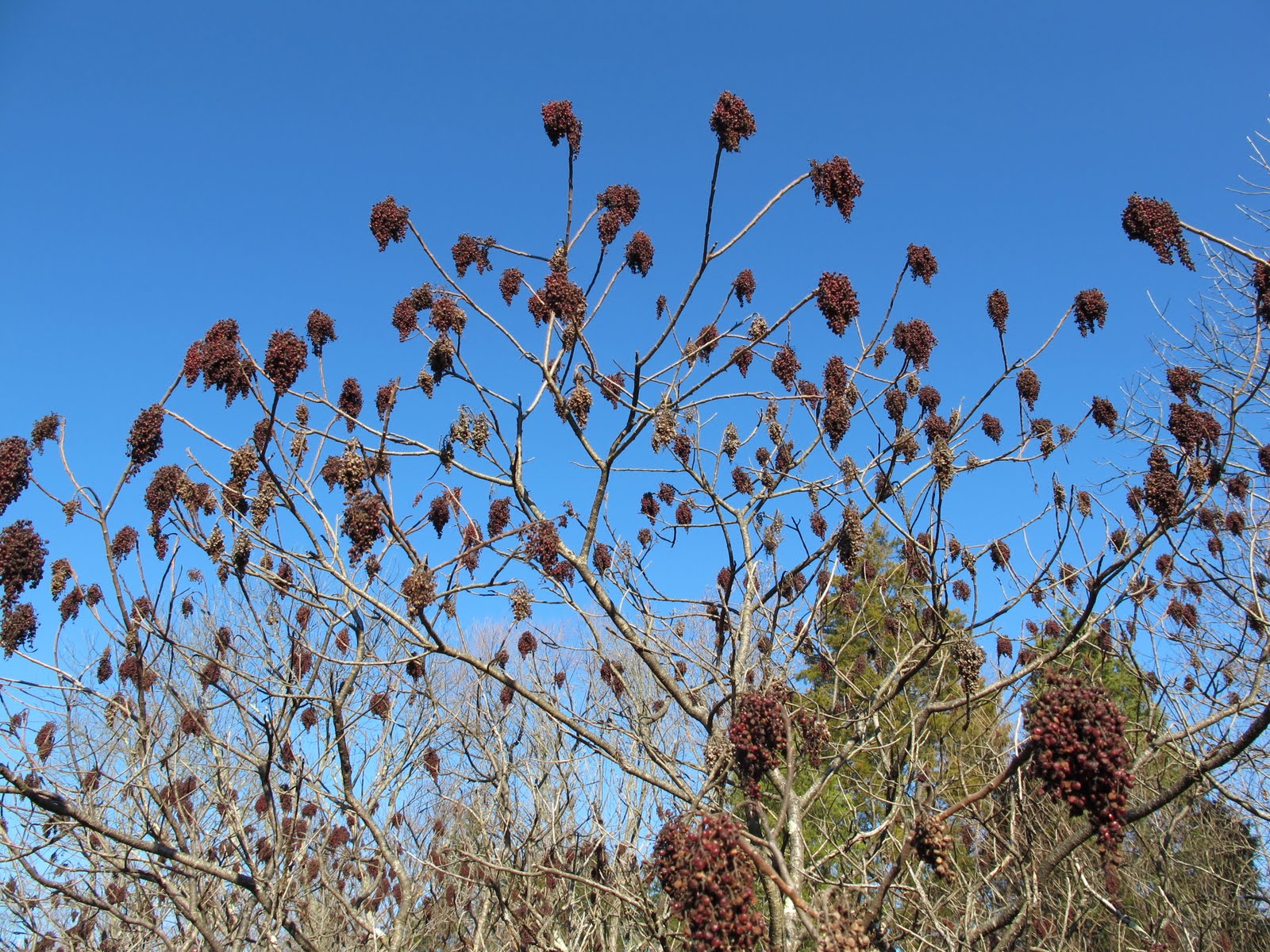 sumac fruit