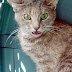Neutering May Reverse the Domestication of the Cat