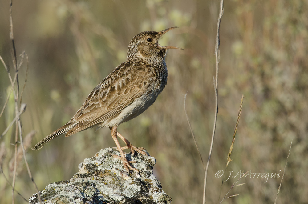 Alondra ricotí; alondra de dupont; Chersophilus duponti; Dupont´Lark. Alondra ricotí; alondra de dupont; Chersophilus duponti; Dupont´Lark.