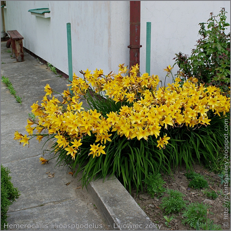 Hemerocallis lilioasphodelus syn. Hemerocallis flava example of the application - Liliowiec żółty przykład zastosowania