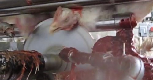 New Undercover Footage From KFC Supplier. Gli Orrori della Carne di Pollo.